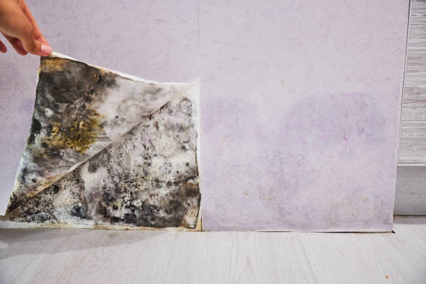 Best Certified Mold Removal  in Opa Locka, FL